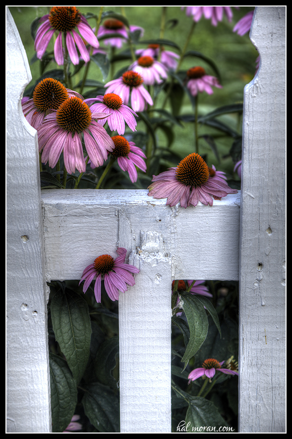 Flowers on Main