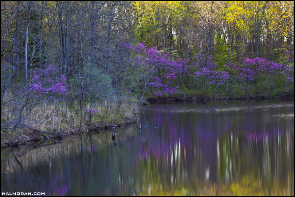 Redbuds #8456