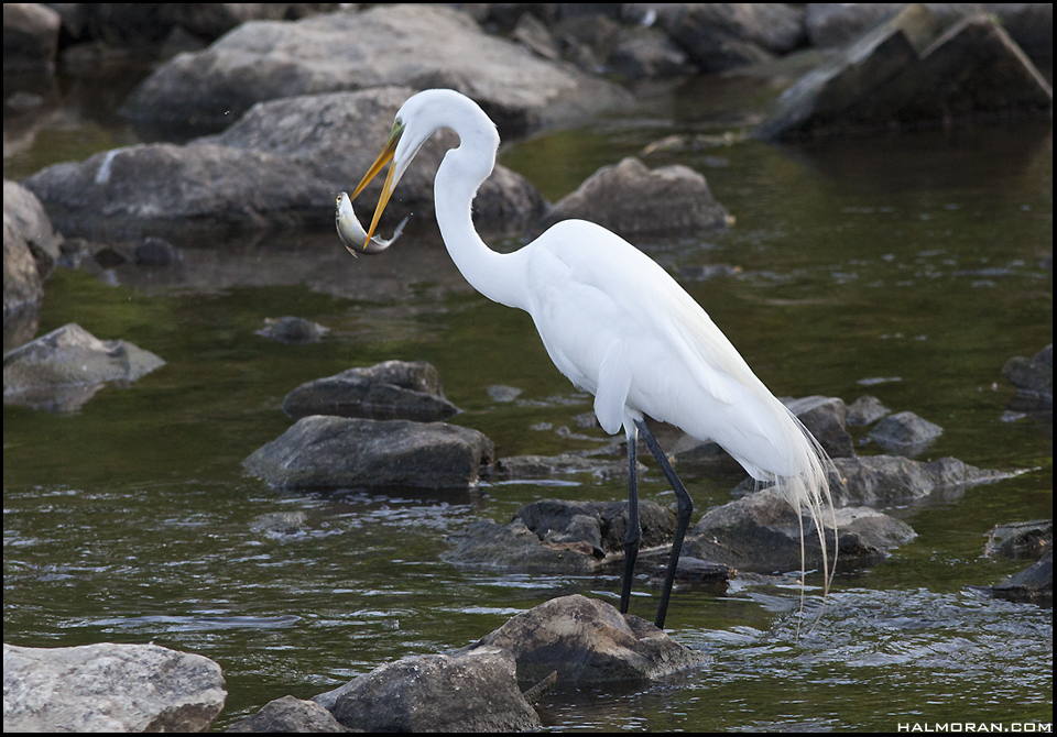 Snowy egret fishing