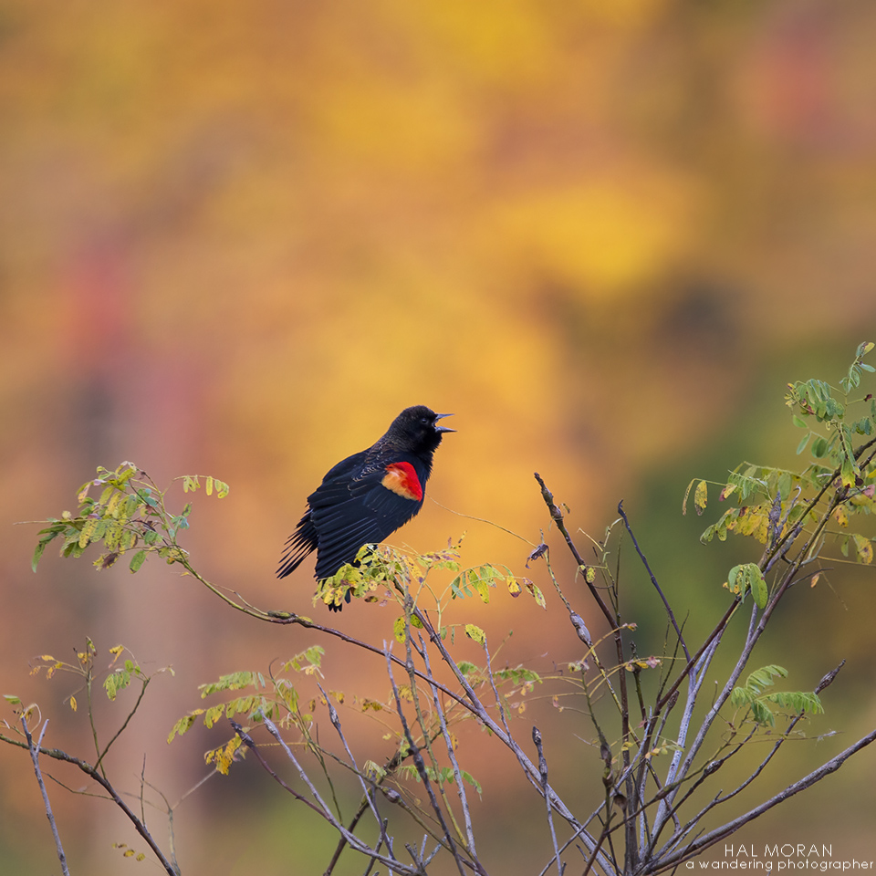 Red-winged blackbird against Fall foliage